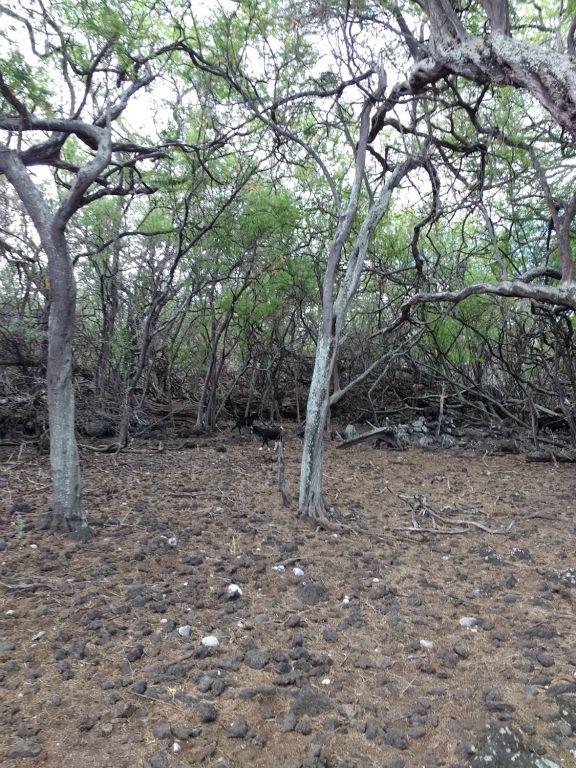 Views of goats along the trail